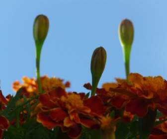 Carnation Turque De Marigold Soucis