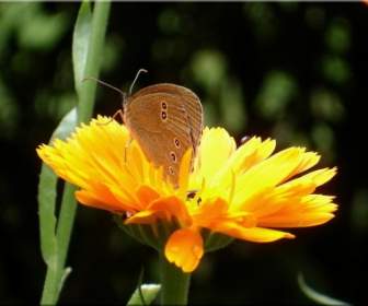 Marigold Summer Butterfly
