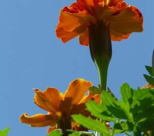 Carnation Turque De Marigold Soucis