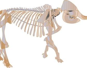 ClipArt Fossili Mastodonte