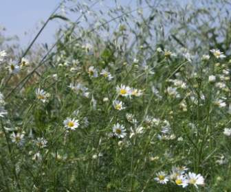 Meadow Chamomile Early Summer