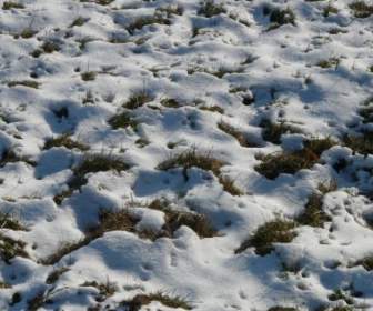 Meadow Field Snowy