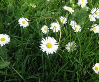 Meadow Flower Daisy