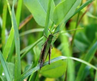 meadow grass grasshopper