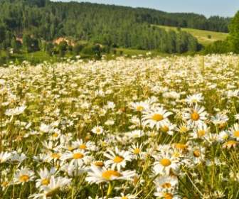Meadow Of Daisies