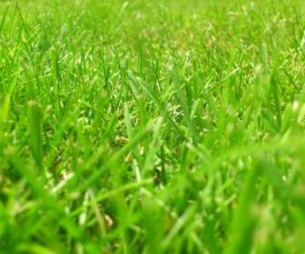 meadow rush grass