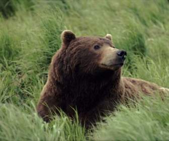 Meditatively 벽지 동물 곰