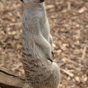 Meerkat Animal De Pé