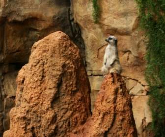 الميركات خلفية Meerkats الحيوانات