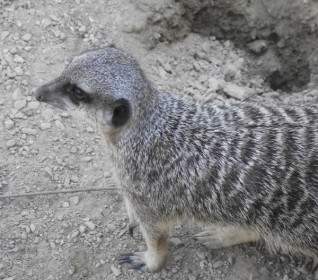 meerkat wild zoo