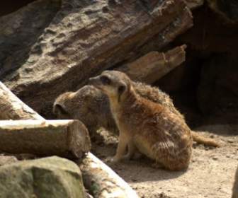 Animais De Zoológico Meerkat