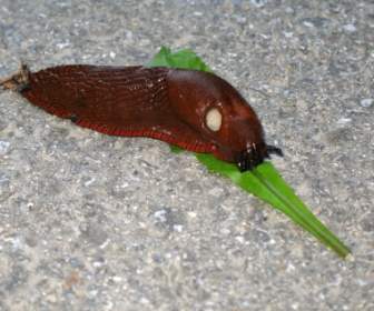 金屬蛞蝓