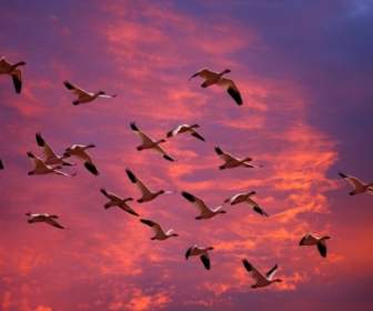 La Migrazione Oche Delle Nevi Sfondi Uccelli Animali
