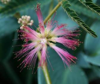 Flor De Mimosa Rosa