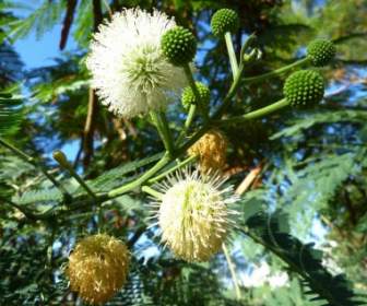 Mimosa Blume Baum