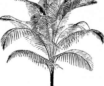 Miniature Coconut Palm Clip Art