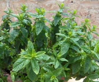Mint Herbs Herbal Plant