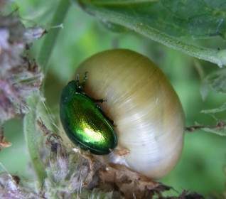 minzblattkaefer chrysolina herbacea beetle