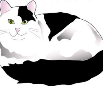 Missiridia Schwarze Und Weiße Flauschige Katze ClipArt