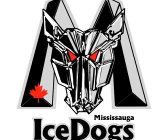 Mississauga สุนัขน้ำแข็ง