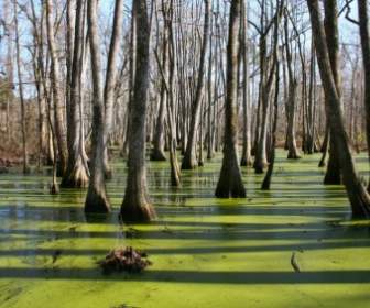 Mississippi Cypress Swamp Water