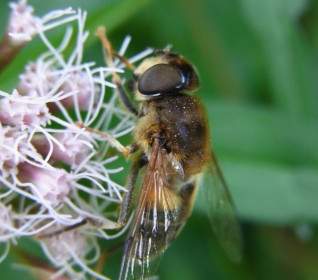 mist bee eristalis tenax fly