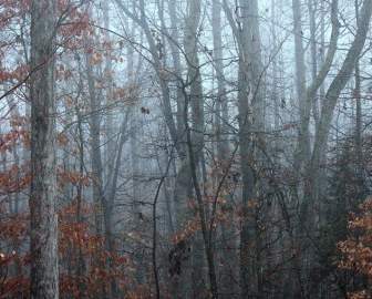 冬季霧霧森林