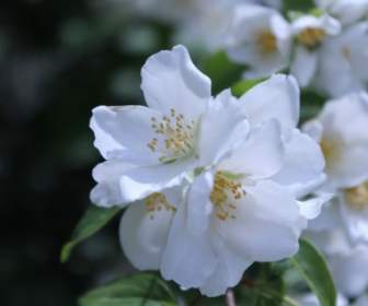Mô Hình Cam Blossoms