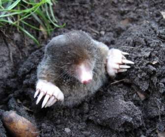 Mole Nature Pets