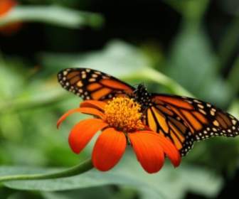 Kupu-kupu Monarch