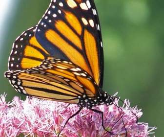Farfalla Monarca