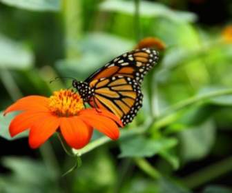 Kupu-kupu Monarch Makan