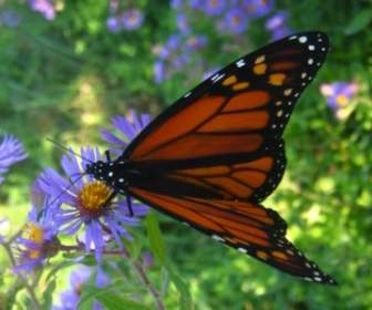 Monarch-Schmetterling Auf Blume