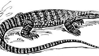 biawak