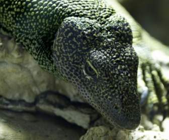 Monitor Lizard Reptile Animal