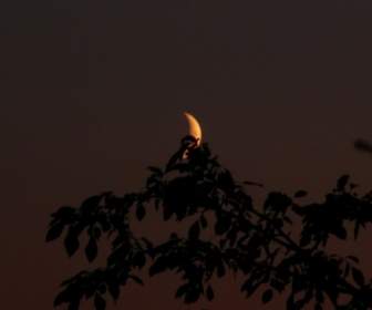 月亮和一根樹枝