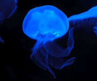 Księżyc Jellyfish
