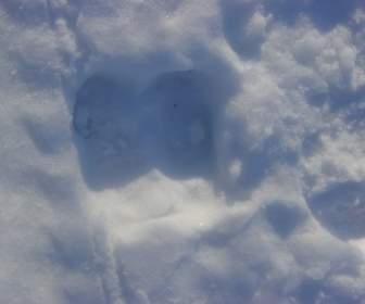 Moose Footprint