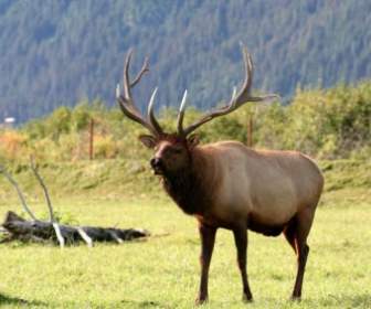 Moose Moose En Rack Alaska