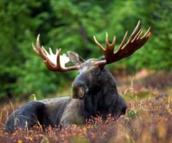 Moose Moose Rack Male