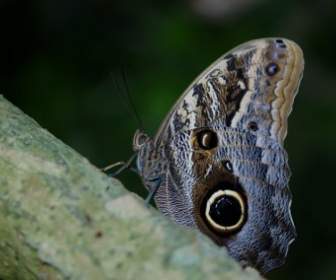 나비의 Peleides 블루 나비