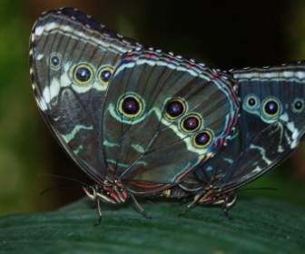 나비의 Peleides 나비