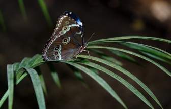 Morpho Peleides Schmetterling