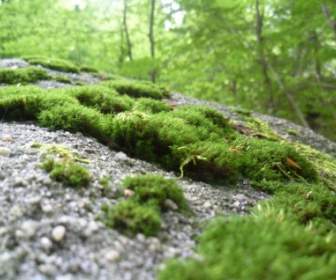 Moss Naturaleza Bosque