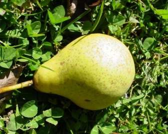 Kebanyakan Pear Pear Kuning