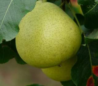 Most Pear Swiss Wasserbirne Pear