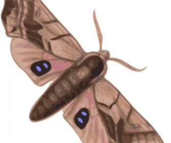 Moth Clip Art