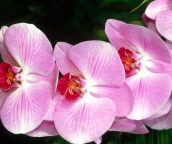 Moth Orchid Wallpaper Flowers Nature