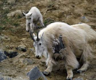mountain goat canadien rockys animal