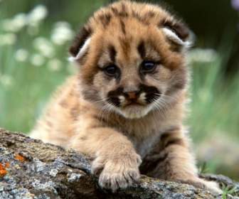 Mountain Lion Cub Tapete Tierbabys Tiere